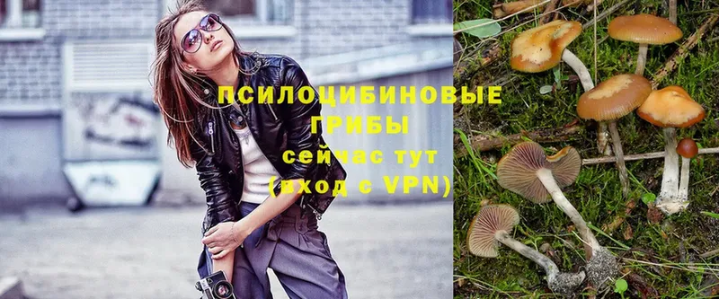 купить наркотики сайты  Красновишерск  Псилоцибиновые грибы Psilocybe 